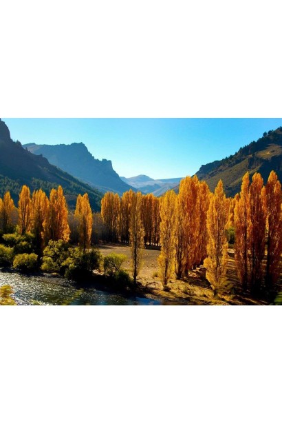 Тополь черный Италика